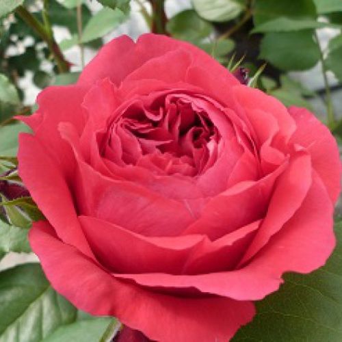 Rosa Ruban Rouge® - roșu - Trandafir copac cu trunchi înalt - cu flori tip trandafiri englezești - coroană dreaptă